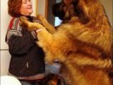 Dev köpekler (Hit: 5159)