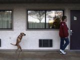 insan gibi yürüyen köpek